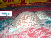 Turtle the sweeper of River Ganga under threat