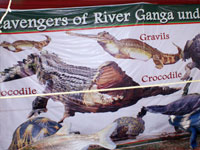 Ganga Exhibition- Gana's aquatic life under threat due to pollution